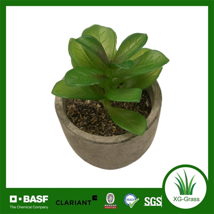 Xingu Unique Succulent Plants For Contemporary Home Decoration Ideas suppliers