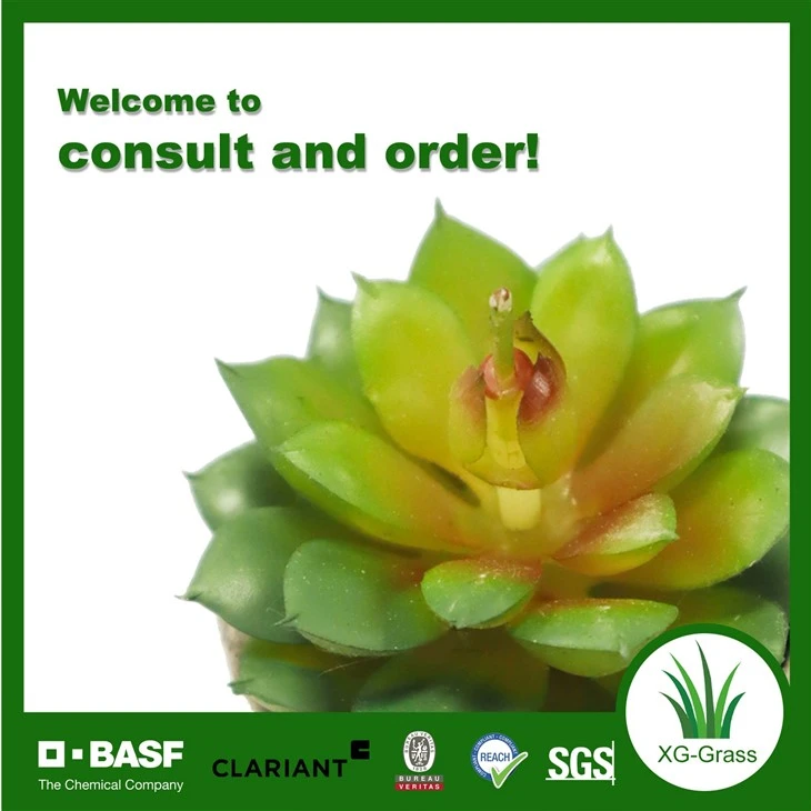 Xingu Succulent Plants in Bulk For International Buyers price
