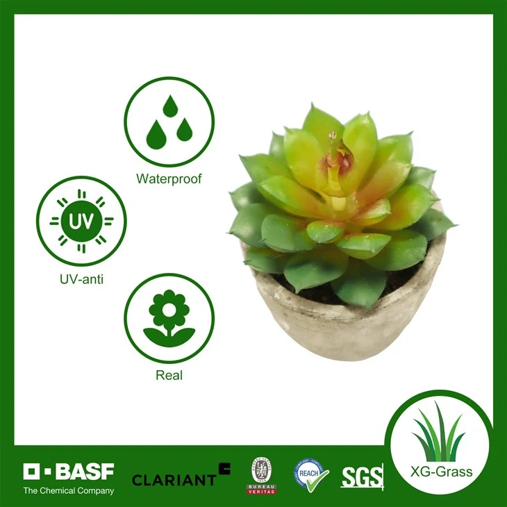Xingu Succulent Plants in Bulk For International Buyers high quality
